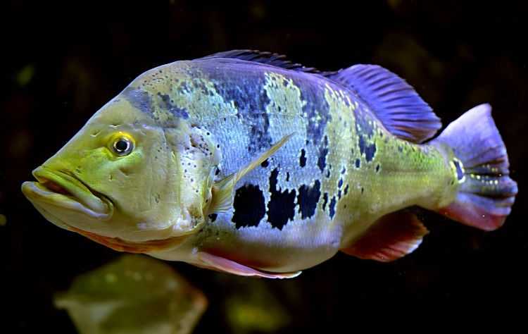 Cichla Monoculus 7-9cm