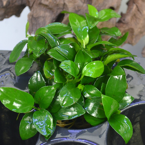 Anubias "Bonsai" ProAquarium