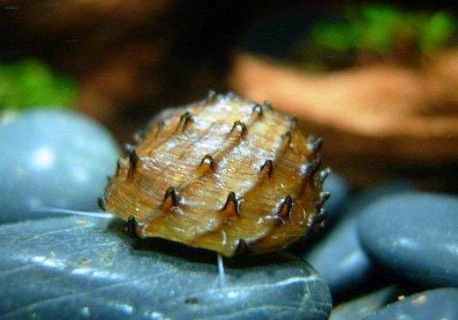 Neritina Juttingae - Neritina King Koopa