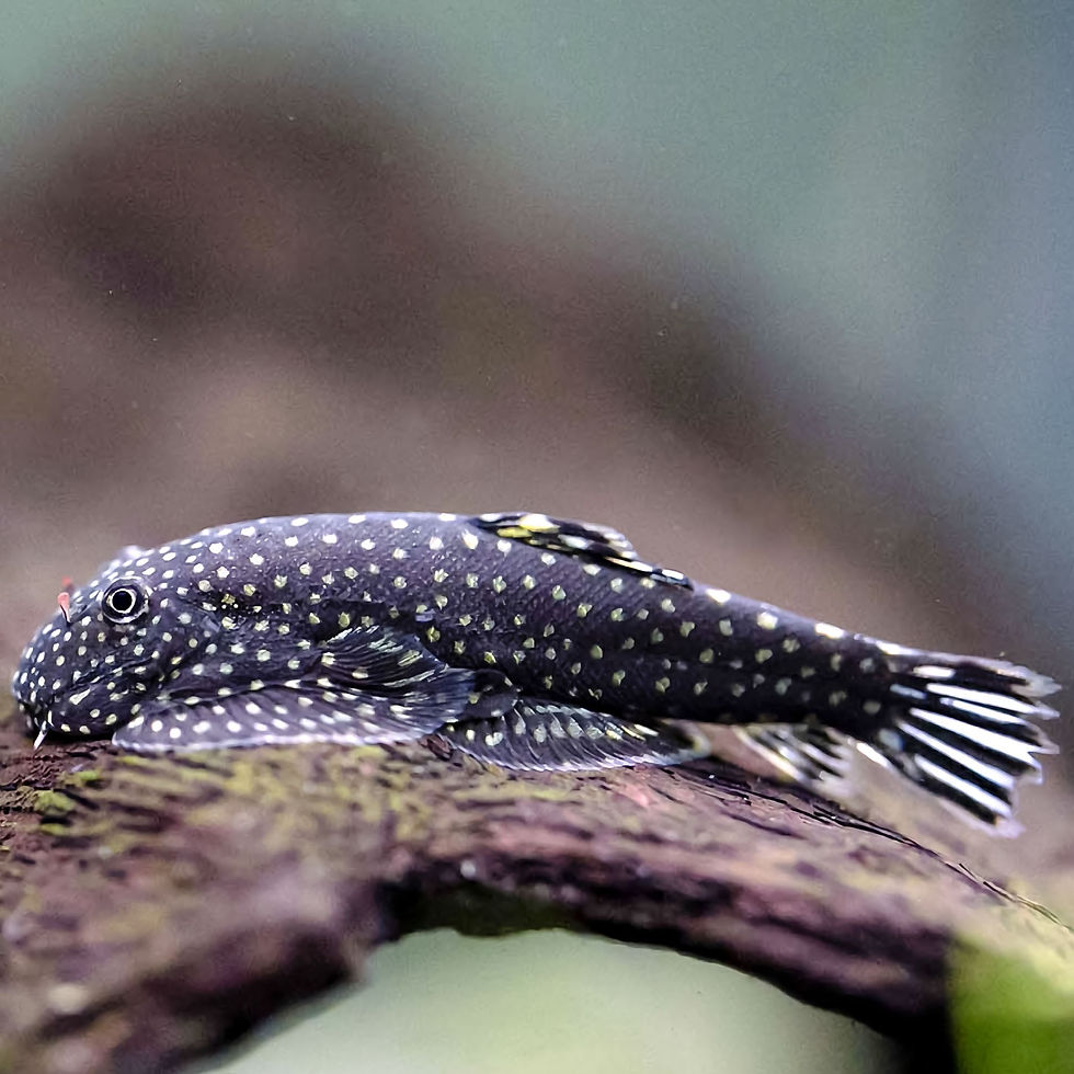 Miniatura: Gastromyzon Punctulatus