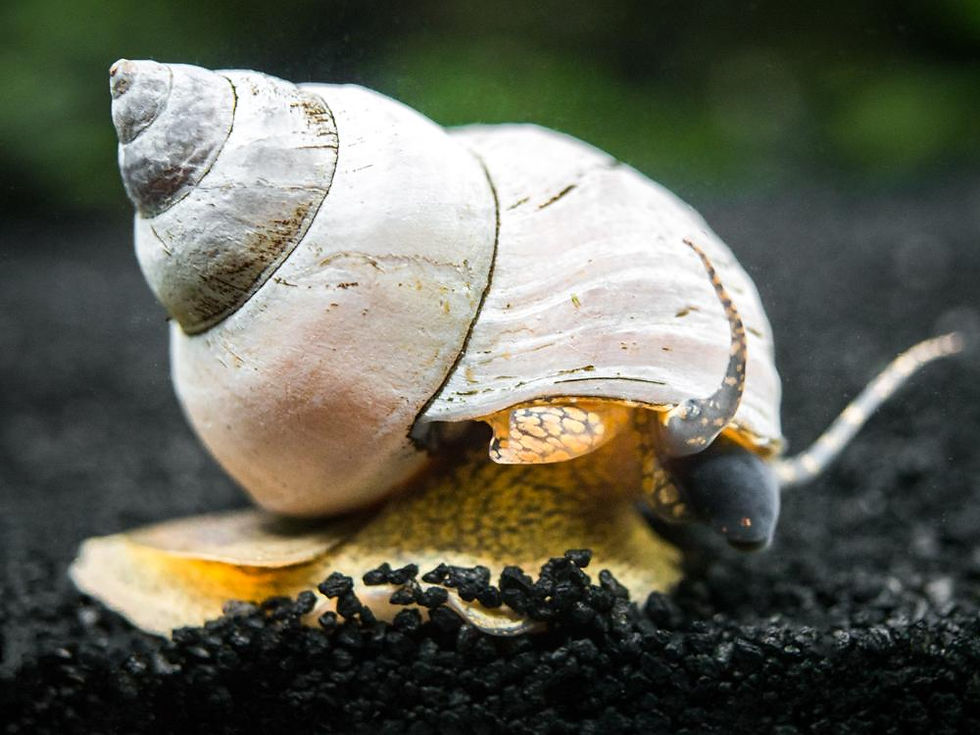Filopaludina Martensi