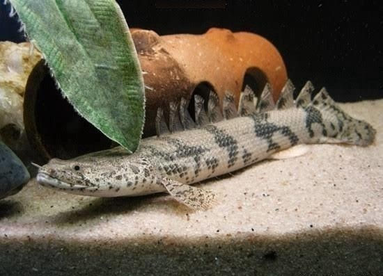 Polypterus Delhezi