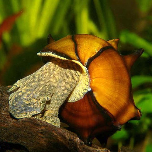Pagoda Snail Brotia Pagodula ProAquarium