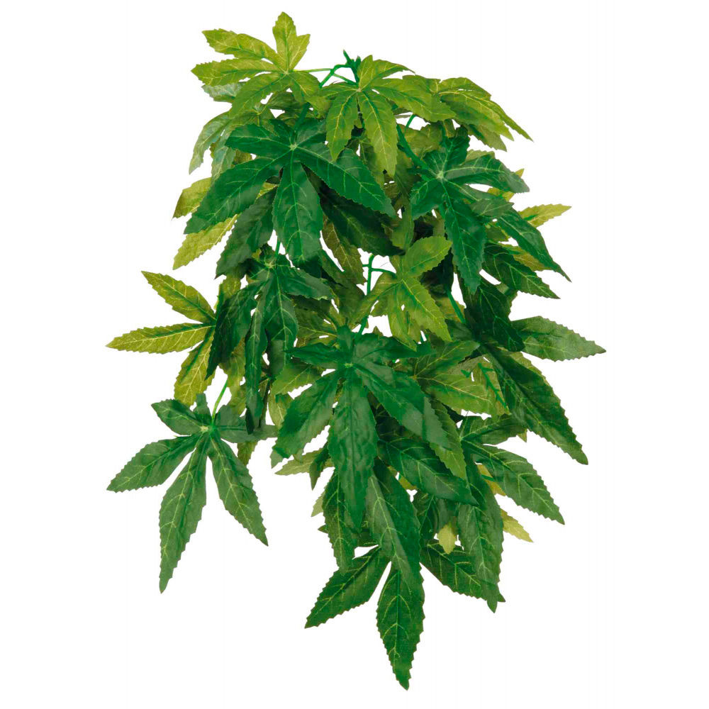 PLANTA PARA TERRÁRIO "ABUTILON"