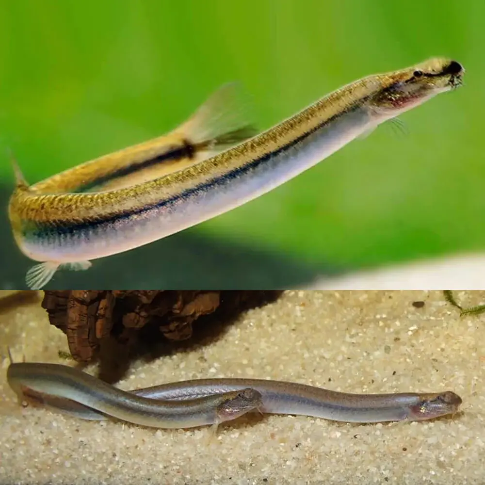 Acanthopthalmus kuhlii - Golden Kuhlii Loach