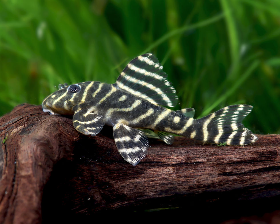 Hypancistrus sp. L340 Mega Clown