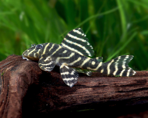 Hypancistrus sp. L340 Mega Clown | Pro-Aquarium