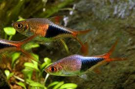 Trigonostigma Heteromorpha - Rasbora Harlequim