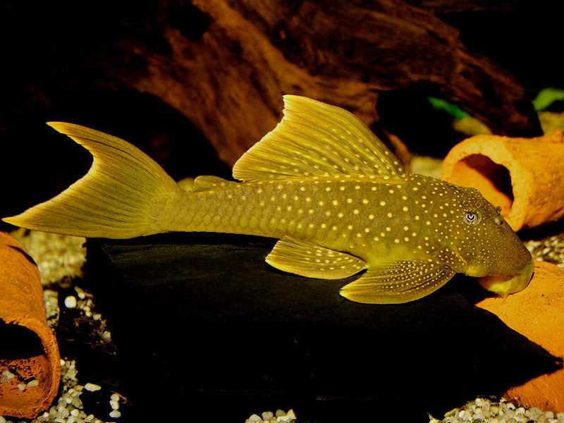 Ancistrinae sp. (L-200)