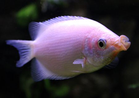 Helostoma Temmincki - Gourami Beijador