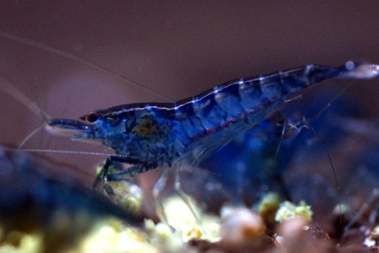 Miniatura: Blue Velvet Shrimp 1 und.