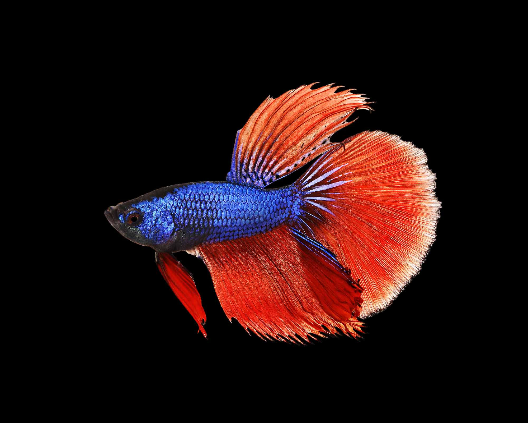 Betta Splendens Macho Halfmoon Tricolor