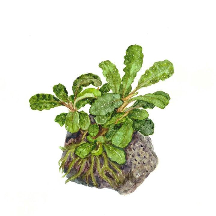 Miniatura: Bucephalandra pygmaea Bukit Kelam