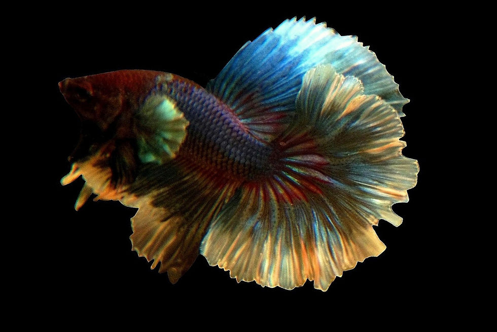Betta Splendens Macho Superdelta Dumbo Ear