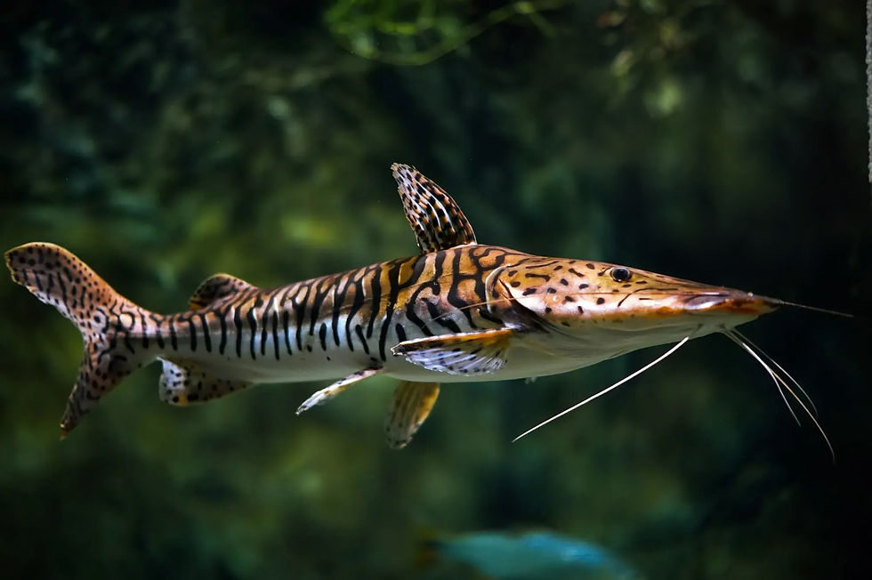 Pseudoplatystoma Fasciatum 7-9cm