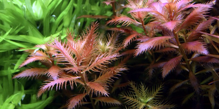 Proserpinaca palustris 'Cuba'