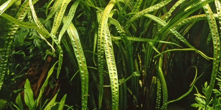 Cryptocoryne Tonkinensis