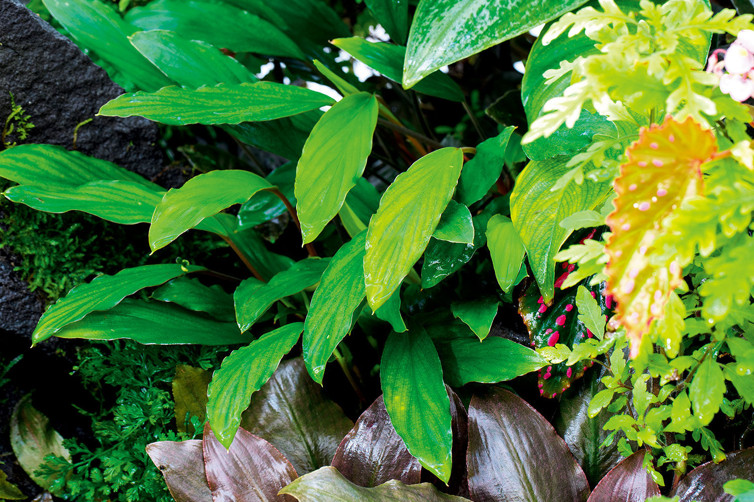 Homalomena sp. Sekadau south