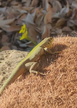 Lizard!!!