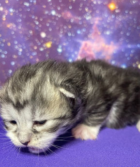 2022-11-22 15.33.58.jpg