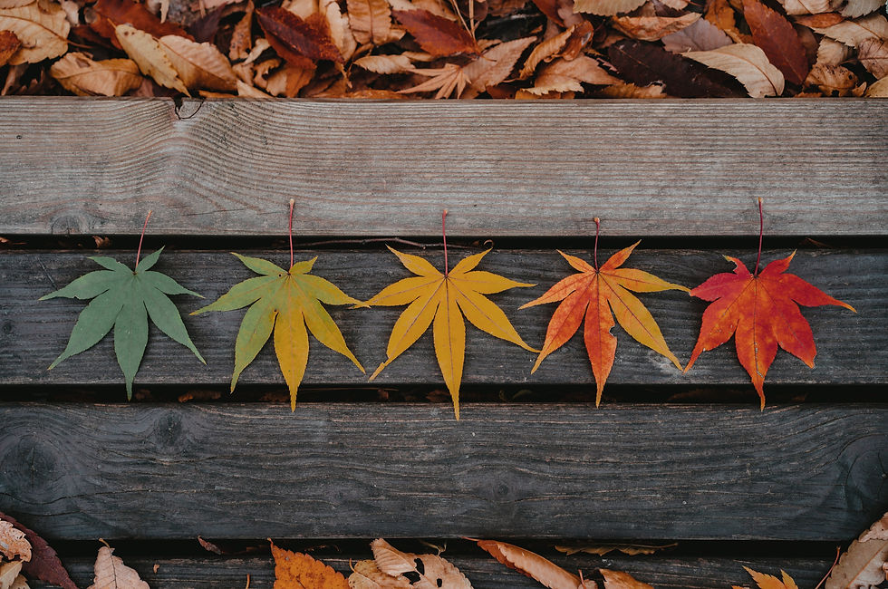 Five leaves lined up showing change from green to yellow to red.