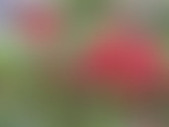 ~夏の虫と秋の虫 季節の変わり目に~