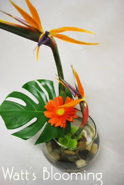 #17 TROPICALS
