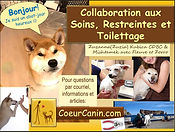 collage de chiens chez le vétérinaire ou en toilettage, page de la présentation sur comment apprendre à un chien de collaborer pour ses toilettages, soins vétérinaires et restreintes par Zuzanna(Zuzia) Kubica CDBC de CoeurCanin.