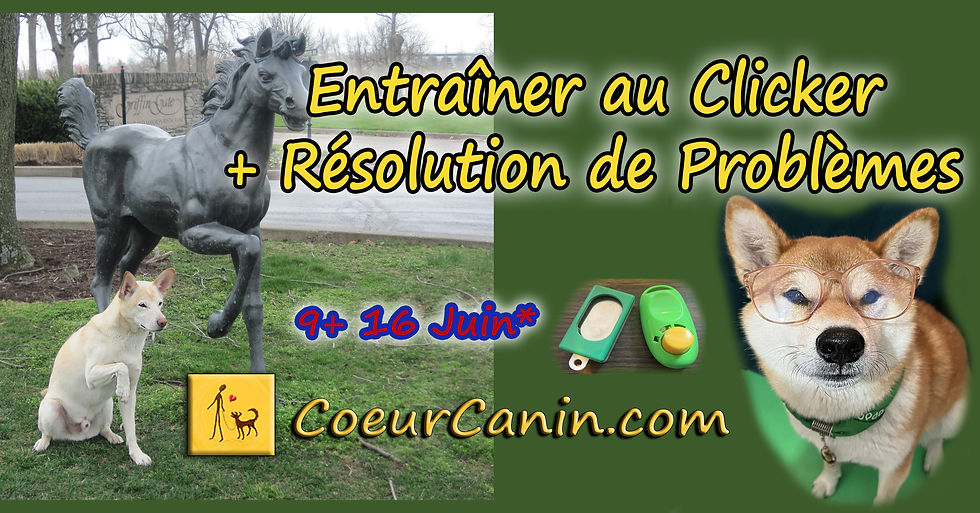 webinaire Entraîner au Clicker + Résolution de Problèmes