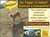 jeune chien tennant un bâton nous regarde. Première page de la présentation d'une formation sur les chiens facilement énérvés par Zuzanna(Zuzia) Kubica CDBC de CoeurCanin