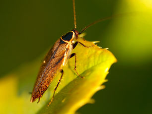Episódio 2: A Barata como animal de Poder - Não Desistir e Ser Forte na Vida