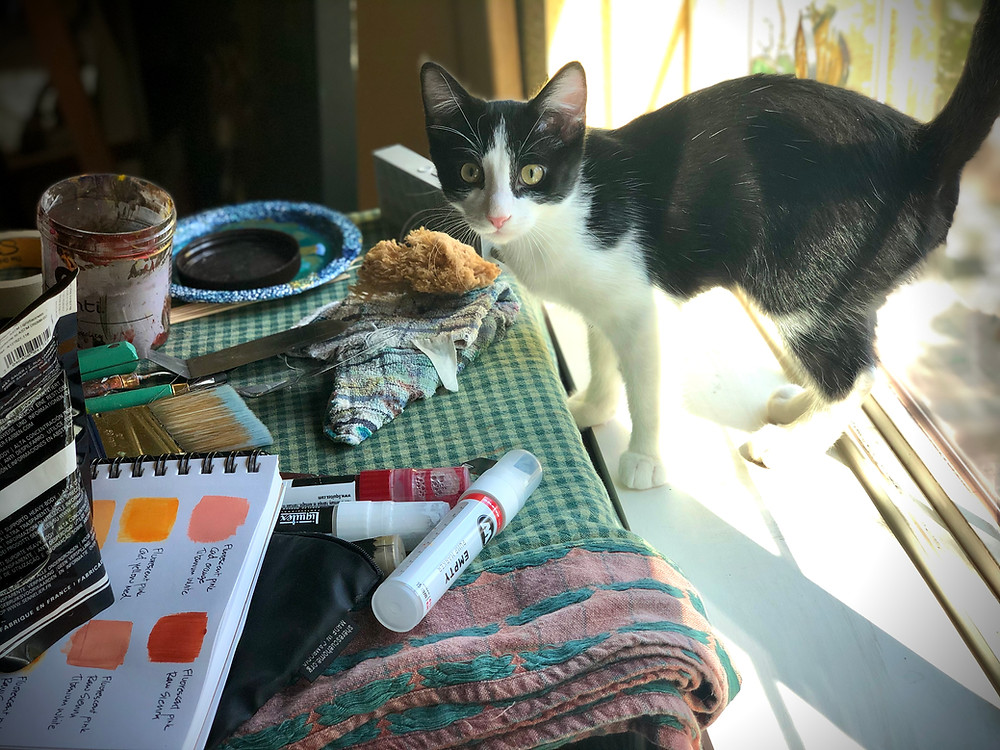 Black and white kitten in Lisa DuBois' art studio.