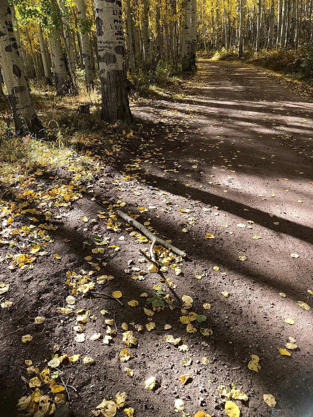 A mountain trail lined with aspens in autumn.