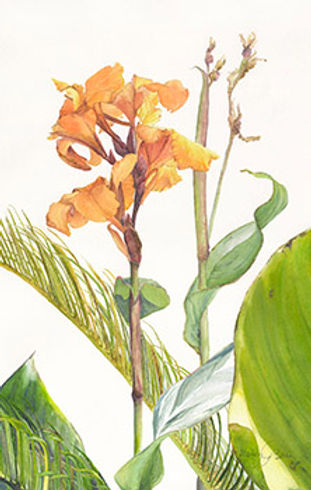 Canna Lily_Nancy Barry_edited.jpg