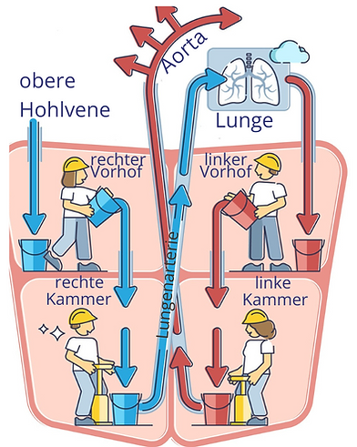 Herzinsuffizienz deutsch