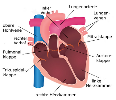 Herz und Herzklappen