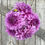 Thumbnail:  Dahlia Tubers