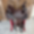 Thumbnail: 14.5” JHA  - Chocolate #003