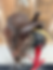 Thumbnail: Lightly USED 14” JHA - Chocolate 
