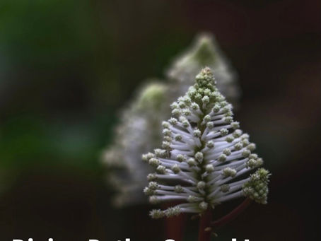 Divine Path... Sacred Love...