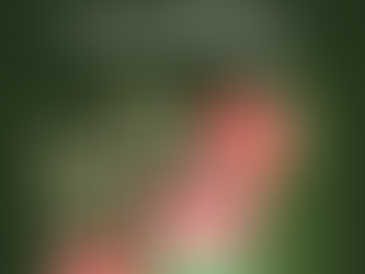 Your Holidays with Fukumi