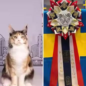 462553775_1263775098300100_5832870626474959291_n.avif
