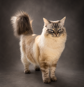 c276d31c-3092-4885-b636-16e10b9ef710 (1).png