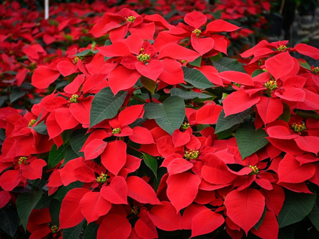 Día Nacional de la Nochebuena: ¿Por qué se celebra?