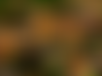 Norteamérica une esfuerzos para proteger la migración de la mariposa monarca