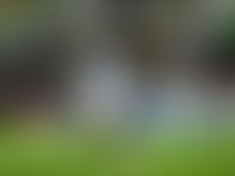 "Campeonitis" pega tanto al Club León como al Pumas de la UNAM