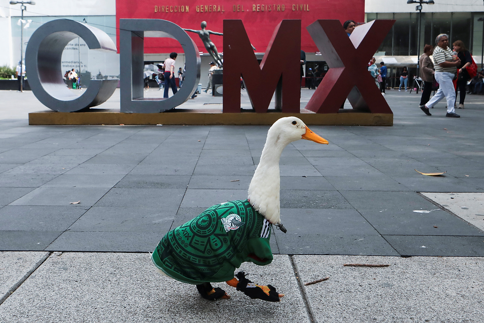 ¡El Pato Merlín ya es una marca registrada! Gobierno protege a la mascota viral rumbo al Mundial 2026