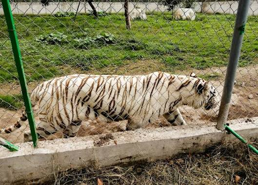 Muere “Kenzo”, el tigre de Bengala que mantuvo en alerta al Estado de México durante seis días