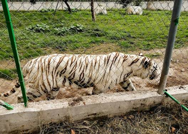 Así fue como un tigre mantuvo en alerta al Estado de México por 6 días