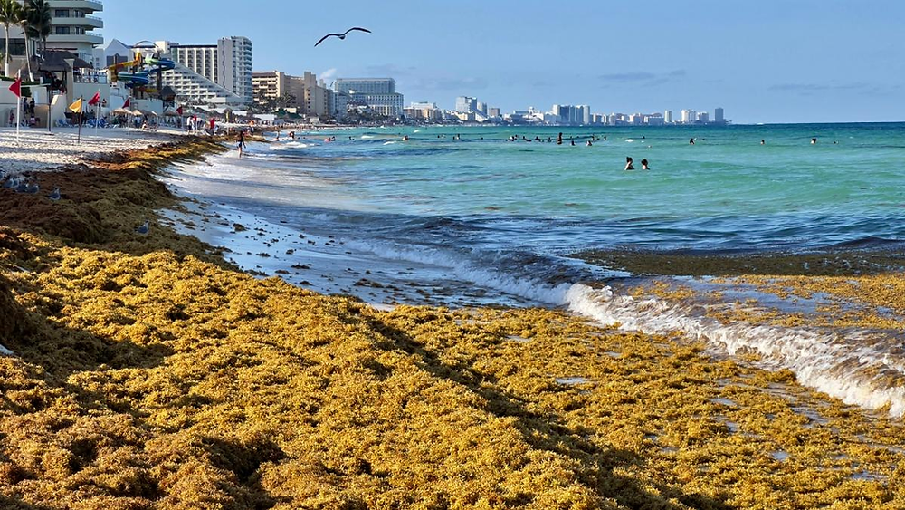Lo que no te cuentan sobre el sargazo y su impacto en el turismo